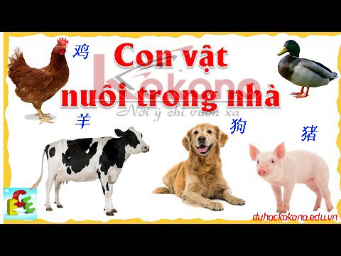 từ vựng tiếng trung chủ đề động vật